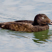 White-winged Scoter